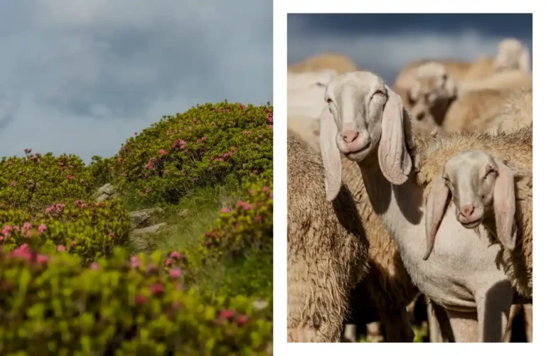 MNTN JOURNAL ISSUE 3.15